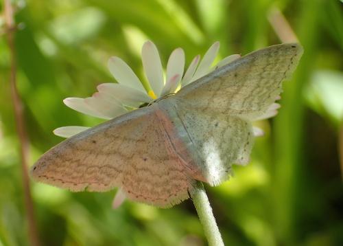 Réf. 183 236 : Idaea subsericeata
